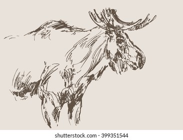 moose vector, hand drawn sketch