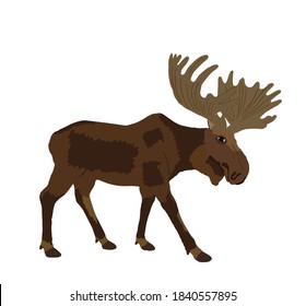 Moose vector illustration isolated on white background. Elk buck. Powerful deer with huge antlers symbol.