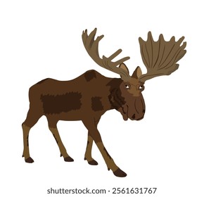 Moose vector illustration isolated on white background. Elk buck. Powerful deer with huge antlers symbol.