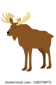 Moose vector illustration standing alone