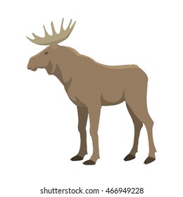 Moose vector illustration. Wild nature. Forest animal with horns. Flat isolated illustration on white background