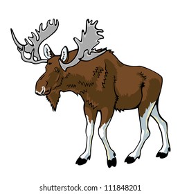 moose ,vector picture isolated on white background