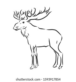 moose, wild animal, vector sketch