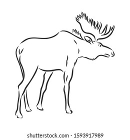 moose, wild animal, vector sketch