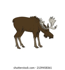 Moose  wild deer isolated white  Concept design in flat style wild animals living in woods  Hand  drawn elk and antlers  side view  Design for social media  blog post  print   wall art  Vector