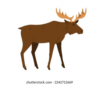 Moose, animal silvestre. Alce de toro macho con cuernos, cuernos. Mamífero de grandes bosques del Norte. Perfil del patrón norte adulto. Ilustración vectorial plana coloreada aislada en fondo blanco