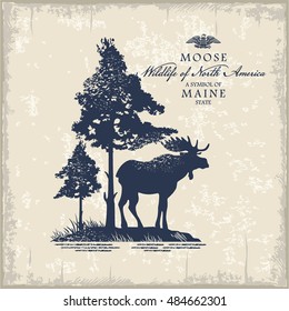 Moose, Wildlife of America, illustration, vector, vintage