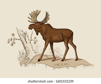 
Moose,old pine and various herbs. Vector vintage illustration of wildlife. Forest animal in its habitat.