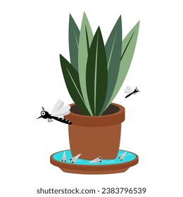 moquto bite. mosquito vector of dengue, zika, chikungunya disease.