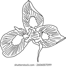 Moraea Flower outline vector illustration Hand-drawn botanical line art Great for wedding decor, invitation, coloring books or cards.