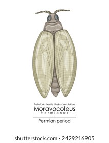 Moravocoleus permianus, a Permian period prehistoric beetle tshekardocoleidae. Colorful illustration on a white background