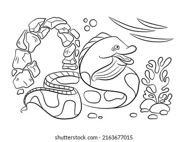 Moray eel coloring book. Underwater life vector. Animals coloring page.  Fish outline. Sea animals contour. 