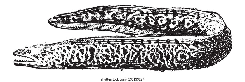 Moray Eel or Muraenidae, vintage engraved illustration. Dictionary of Words and Things - Larive and Fleury - 1895