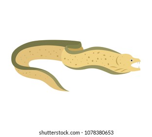  Moray eel on white background. Vector illustration.