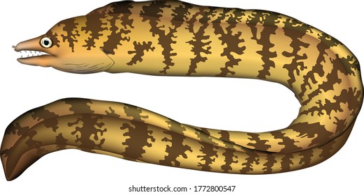 'Moray eel' Realistic illustration, vector eps format