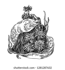 Moray eel in tropical sea and reef with sea anemones. Sketch. Engraving style. Vector illustration.