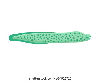 Moray eels vector illustration in flat design. Cartoon murena isolated on white background.