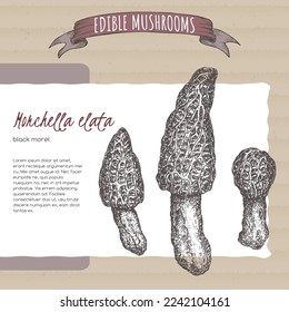 Morchella elata aka black morel skizze on cardboard hintergrund. Essbare Pilzserien. Gut zum Kochen, traditionelle Medizin, Gartenarbeit.