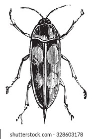 Mordella, vintage engraved illustration.
