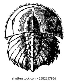 It is more closely related to spiders, ticks, and scorpions than to crabs. As young horseshoe crabs grow, move to deeper waters. Found in Mexico and the north Atlantic coast of North America,  vintage