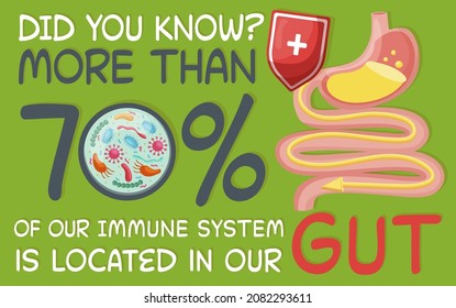 More than 70 percent of our immune system is located in our gut. Medical poster. Modern colorful cartoon style. Scientific graphic design. Editable vector illustration on a green background.