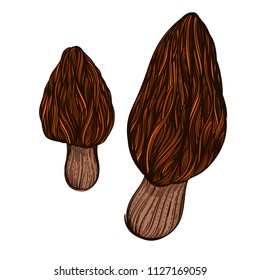 Morel, edible forest mushrooms. Vector illustration isolated on white background.