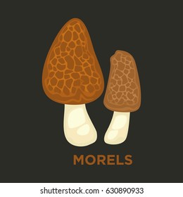 Morel edible mushroom isolated flat vector icon