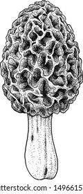 Morel illustration, drawing, engraving, ink, line art, vector