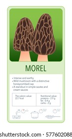 Morel. Information map of edible mushrooms.