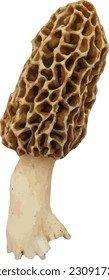 Morel (Morchella) Essbares kulinarisches Pilz einzeln 