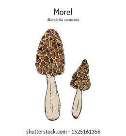 Morel (Morchella esculenta), edible mushroom. Hand drawn botanical vector illustration