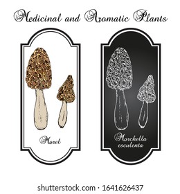 Morel (Morchella esculenta), edible mushroom. Hand drawn botanical vector illustration