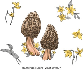 Morel mushroom colored sketch illustration