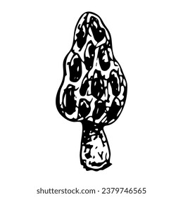 Morel mushroom doodle. Search for forest food. Hand drawn sketch.