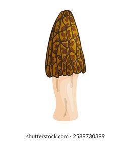 Morel mushroom. Edible forest mushroom icon. Hand drawn trendy flat style isolated icon on a transparent background Morchella australiana fungus group engraved. Vector illustration