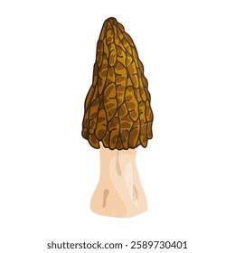 Morel mushroom. Edible forest mushroom icon. Hand drawn trendy flat style isolated icon on a transparent background Morchella australiana fungus group engraved. Vector illustration