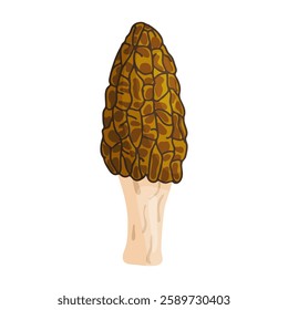 Morel mushroom. Edible forest mushroom icon. Hand drawn trendy flat style isolated icon on a transparent background Morchella australiana fungus group engraved. Vector illustration