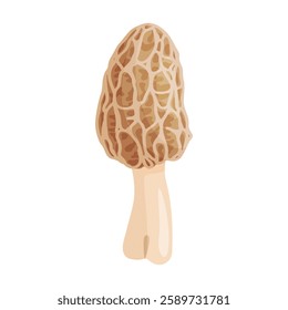 Morel mushroom. Edible forest mushroom icon. Hand drawn trendy flat style isolated icon on a transparent background Morchella dunensis fungus group engraved. Vector illustration