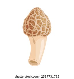 Morel mushroom. Edible forest mushroom icon. Hand drawn trendy flat style isolated icon on a transparent background Morchella dunensis fungus group engraved. Vector illustration