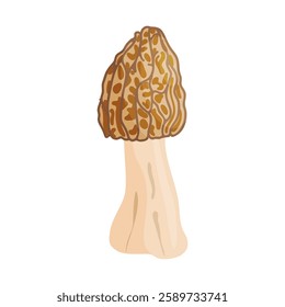 Morel mushroom. Edible forest mushroom icon. Hand drawn trendy flat style isolated icon on a transparent background Morchella fluvialis fungus group engraved. Vector illustration