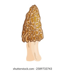 Morel mushroom. Edible forest mushroom icon. Hand drawn trendy flat style isolated icon on a transparent background Morchella fluvialis fungus group engraved. Vector illustration