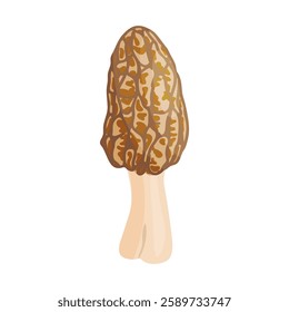 Morel mushroom. Edible forest mushroom icon. Hand drawn trendy flat style isolated icon on a transparent background Morchella fluvialis fungus group engraved. Vector illustration