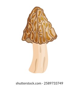 Morel mushroom. Edible forest mushroom icon. Hand drawn trendy flat style isolated icon on a transparent background Morchella fluvialis fungus group engraved. Vector illustration