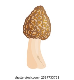 Morel mushroom. Edible forest mushroom icon. Hand drawn trendy flat style isolated icon on a transparent background Morchella fluvialis fungus group engraved. Vector illustration