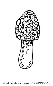 Morel-Pilz. Genießbare und nicht essbare Pilzpflanzen aus Wildwäldern. Skizze mit Handzeichnung. Zeichnen mit Tinte. Einzeln auf weißem Hintergrund. Vektorgrafik.