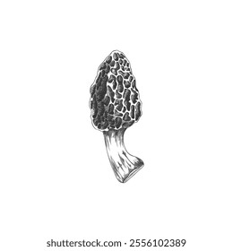 Morel mushroom engraved hand drawn vector illustration. Raw forest fungus morel with spongy cap. Natural healthy organic vegetarian food. Morchella fungi sketch isolated on white