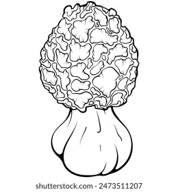 Morel mushroom. Forest autumn edible mushroom. Vector illustration in hand drawn sketch doodle style. Line art graphic healthy vegetarian food isolated on white. Design for coloring book