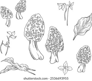 Morel mushroom fungi sketch illustration