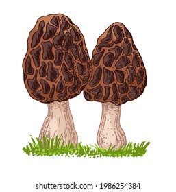 Morel mushroom hand drawn. Sketch food drawing. isolated on white. Organic vegetarian product. Great for menu, label, product packaging, recipe. Edible mushrooms morel vector illustration.