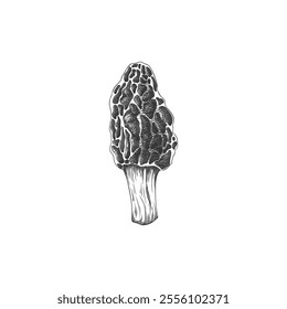 Morel mushroom, hand drawn sketch in vector format. Botanical black and white illustration of edible forest mushroom. Icon for design in graphic style. Isolated background.